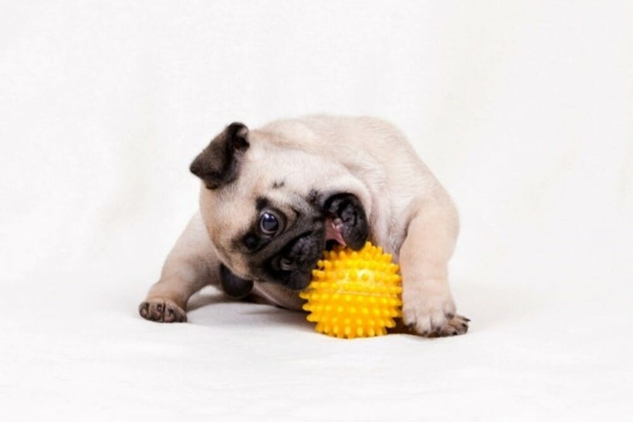 Щенок мопса играет с мячом